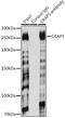Cytoskeleton Associated Protein 5 antibody, GTX66531, GeneTex, Immunoprecipitation image 
