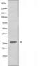 Olfactory receptor, family 7, subfamily E, member 5 pseudogene antibody, orb227646, Biorbyt, Western Blot image 