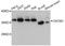 Osteoclastogenesis Associated Transmembrane Protein 1 antibody, abx126300, Abbexa, Western Blot image 