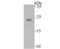 PTTG1 Regulator Of Sister Chromatid Separation, Securin antibody, NBP2-75659, Novus Biologicals, Western Blot image 