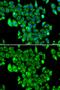 Ribosomal Protein L13 antibody, GTX33472, GeneTex, Immunofluorescence image 