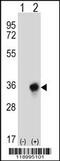 Carbonyl Reductase 3 antibody, 56-713, ProSci, Western Blot image 