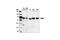 P21 (RAC1) Activated Kinase 4 antibody, 3242S, Cell Signaling Technology, Western Blot image 
