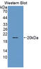 Thyroid Hormone Responsive antibody, LS-C373021, Lifespan Biosciences, Western Blot image 