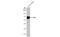 Lymphocyte Activating 3 antibody, GTX134573, GeneTex, Western Blot image 