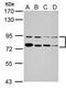 Far Upstream Element Binding Protein 1 antibody, PA5-28061, Invitrogen Antibodies, Western Blot image 