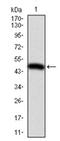 ITGB1 antibody, AM06735PU-N, Origene, Western Blot image 
