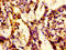 Lipopolysaccharide Binding Protein antibody, LS-C670607, Lifespan Biosciences, Immunohistochemistry paraffin image 