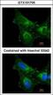 Peroxiredoxin 1 antibody, GTX101705, GeneTex, Immunofluorescence image 