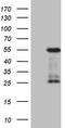 GATA Binding Protein 3 antibody, LS-C798652, Lifespan Biosciences, Western Blot image 