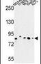 Chondroitin Polymerizing Factor antibody, PA5-26056, Invitrogen Antibodies, Western Blot image 