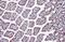 High Mobility Group Box 1 antibody, GTX127344, GeneTex, Immunohistochemistry paraffin image 