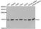 Fission, Mitochondrial 1 antibody, TA332938, Origene, Western Blot image 