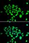 Dipeptidyl Peptidase 8 antibody, orb247813, Biorbyt, Immunocytochemistry image 