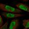 MLLT1 Super Elongation Complex Subunit antibody, NBP1-84840, Novus Biologicals, Immunofluorescence image 