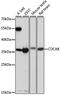 Cell Division Cycle Associated 8 antibody, A15463, ABclonal Technology, Western Blot image 