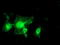 MIF4G Domain Containing antibody, TA504443, Origene, Immunofluorescence image 