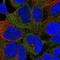 Calcium/calmodulin-dependent protein kinase type 1 antibody, HPA051409, Atlas Antibodies, Immunocytochemistry image 