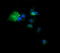 Deleted In Primary Ciliary Dyskinesia Homolog (Mouse) antibody, LS-C174388, Lifespan Biosciences, Immunofluorescence image 