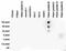 Histone Cluster 4 H4 antibody, CI1069, Boster Biological Technology, Dot Blot image 