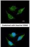 Isovaleryl-CoA dehydrogenase, mitochondrial antibody, PA5-22342, Invitrogen Antibodies, Immunofluorescence image 