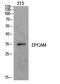 Epithelial Cell Adhesion Molecule antibody, STJ97251, St John