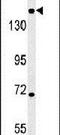 DIS3 Like Exosome 3'-5' Exoribonuclease antibody, PA5-25525, Invitrogen Antibodies, Western Blot image 