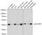 Mitogen-Activated Protein Kinase 13 antibody, 15-523, ProSci, Western Blot image 