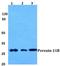 Peroxisomal Biogenesis Factor 11 Beta antibody, A08864-1, Boster Biological Technology, Western Blot image 