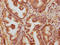 Solute Carrier Family 35 Member C1 antibody, LS-C378434, Lifespan Biosciences, Immunohistochemistry paraffin image 