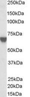 Target Of Myb1 Like 2 Membrane Trafficking Protein antibody, MBS420753, MyBioSource, Western Blot image 