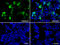 Interferon Regulatory Factor 3 antibody, M00165-6, Boster Biological Technology, Immunofluorescence image 