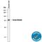 Albumin antibody, MAB1455, R&D Systems, Western Blot image 