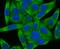 Wnt Family Member 2B antibody, A04879, Boster Biological Technology, Immunocytochemistry image 