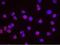 Minichromosome Maintenance Complex Component 2 antibody, NB100-2339, Novus Biologicals, Proximity Ligation Assay image 