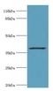 Hepatitis A Virus Cellular Receptor 1 antibody, LS-C370700, Lifespan Biosciences, Western Blot image 