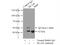 HLA class I histocompatibility antigen, B-8 alpha chain antibody, 17260-1-AP, Proteintech Group, Immunoprecipitation image 