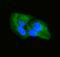 Secreted Frizzled Related Protein 2 antibody, A01752-1, Boster Biological Technology, Immunofluorescence image 