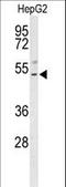 Basic Leucine Zipper Nuclear Factor 1 antibody, LS-C156829, Lifespan Biosciences, Western Blot image 