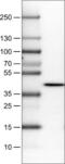 N-Terminal EF-Hand Calcium Binding Protein 1 antibody, NBP2-52945, Novus Biologicals, Western Blot image 