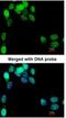 Eukaryotic Translation Initiation Factor 2B Subunit Epsilon antibody, NBP1-32783, Novus Biologicals, Immunocytochemistry image 