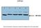 Cytochrome P450 Family 1 Subfamily A Member 1 antibody, 29-565, ProSci, Western Blot image 