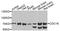 Cell Division Cycle 16 antibody, A7197, ABclonal Technology, Western Blot image 
