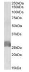 CAMP Responsive Element Binding Protein 3 Like 2 antibody, orb137171, Biorbyt, Western Blot image 