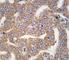 P21 (RAC1) Activated Kinase 4 antibody, F50893-0.4ML, NSJ Bioreagents, Immunohistochemistry frozen image 