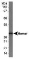 Homer Scaffold Protein 1 antibody, PA5-23023, Invitrogen Antibodies, Western Blot image 