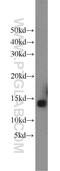 Cytochrome C Oxidase Subunit 5B antibody, 11418-2-AP, Proteintech Group, Western Blot image 