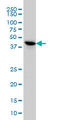 Testis Specific Serine Kinase 2 antibody, LS-C105125, Lifespan Biosciences, Western Blot image 