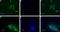 Neuropeptide Y Receptor Y1 antibody, PA5-77516, Invitrogen Antibodies, Immunocytochemistry image 