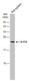 IL-17 antibody, GTX133781, GeneTex, Western Blot image 